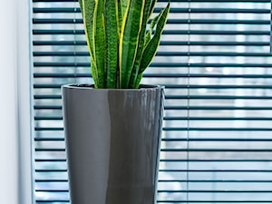 Donica D208C/grafitowy metalik + Sansevieria - zdjęcie od donice-zadora.pl