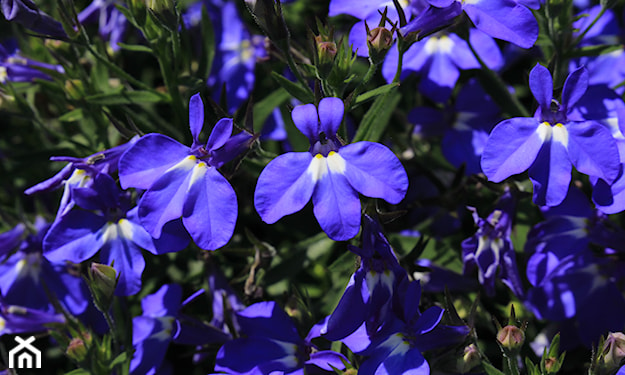 lobelia wieloletnia