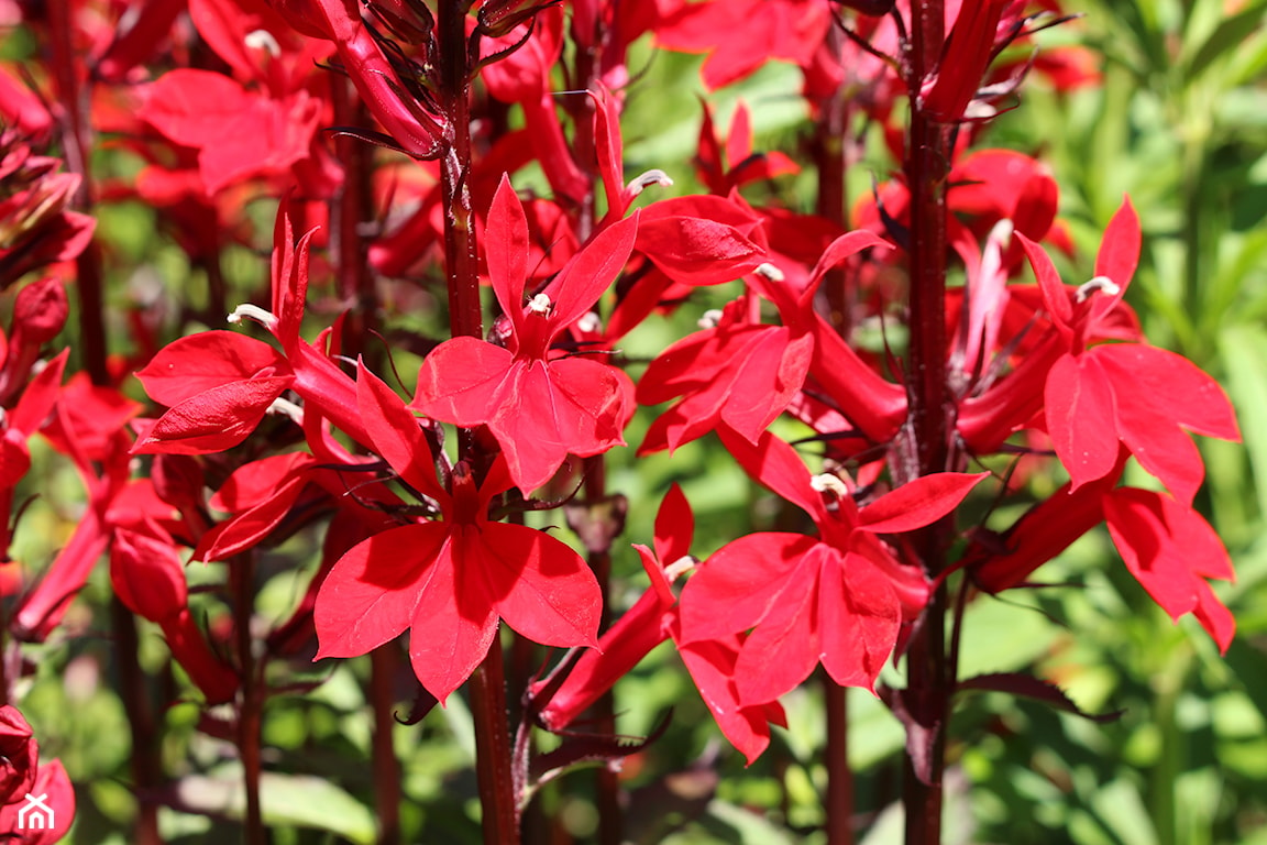 lobelia czerwona (szkarłatna)