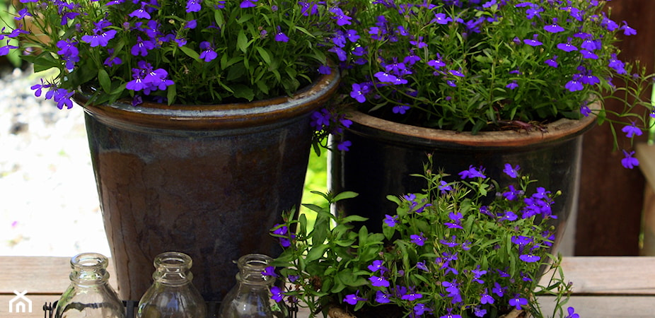 Lobelia wieloletnia – odmiany, uprawa, porady pielęgnacyjne