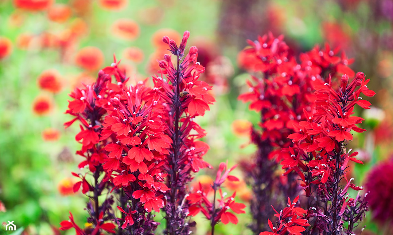 lobelia czerwona