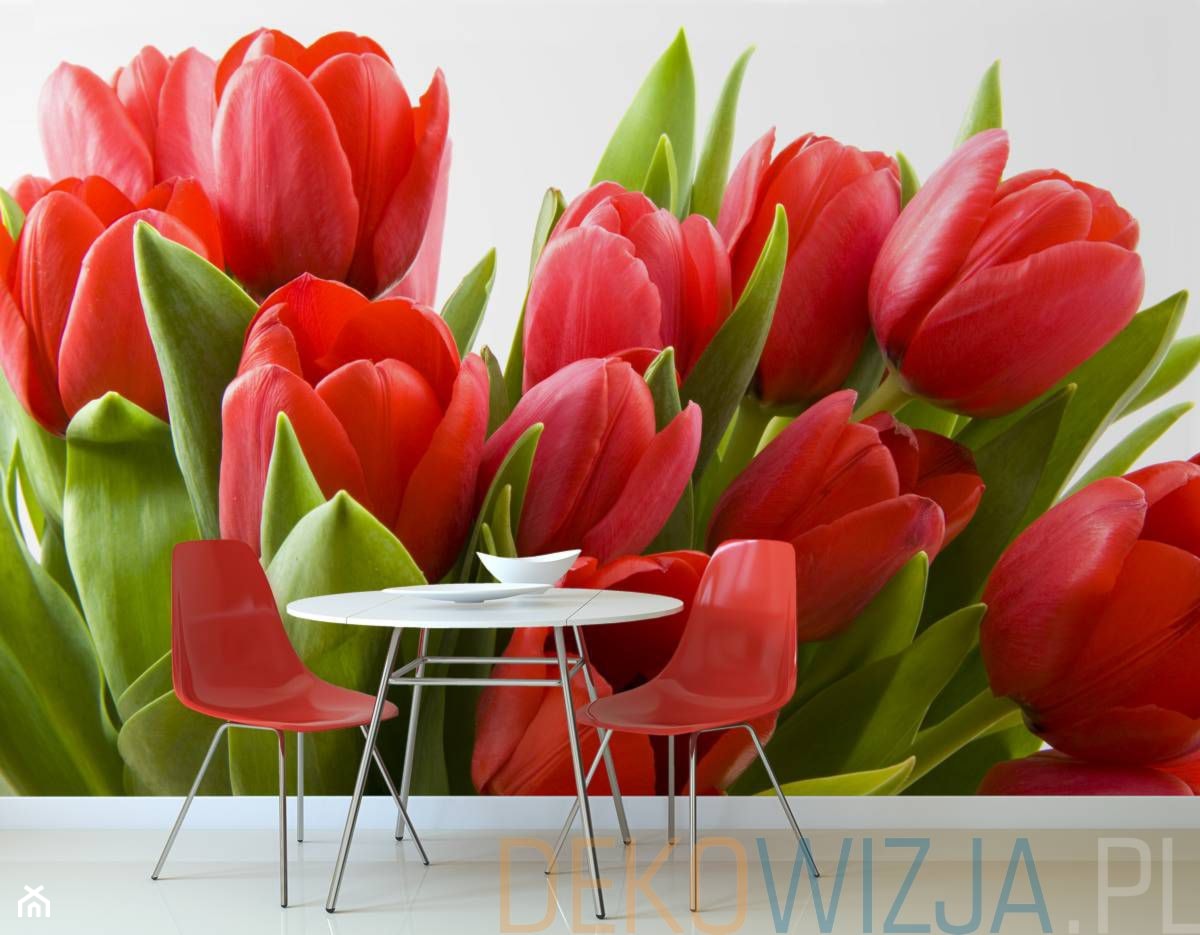 Czerwone holenderskie tulipany - zdjęcie od dekowizja.pl - Homebook