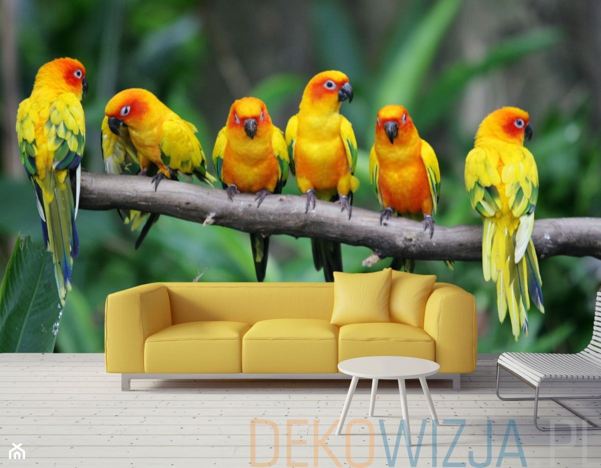Fototapeta Kolorowe Papugi - zdjęcie od dekowizja.pl - Homebook