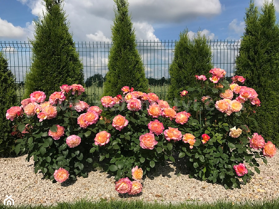 róże w ogrodzie - zdjęcie od Zielony Styl -Projektowanie, realizacja ogrodów i tarasów
