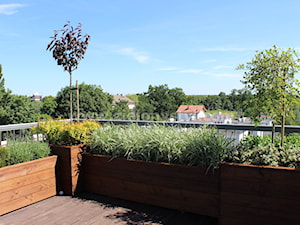 Aranżacja zieleni na tarasie - zdjęcie od Zielony Styl -Projektowanie, realizacja ogrodów i tarasów