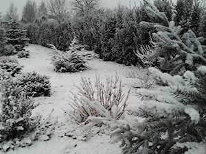 Zima w lubelskim ogrodzie 2016 - zdjęcie od BioArt Ogrody