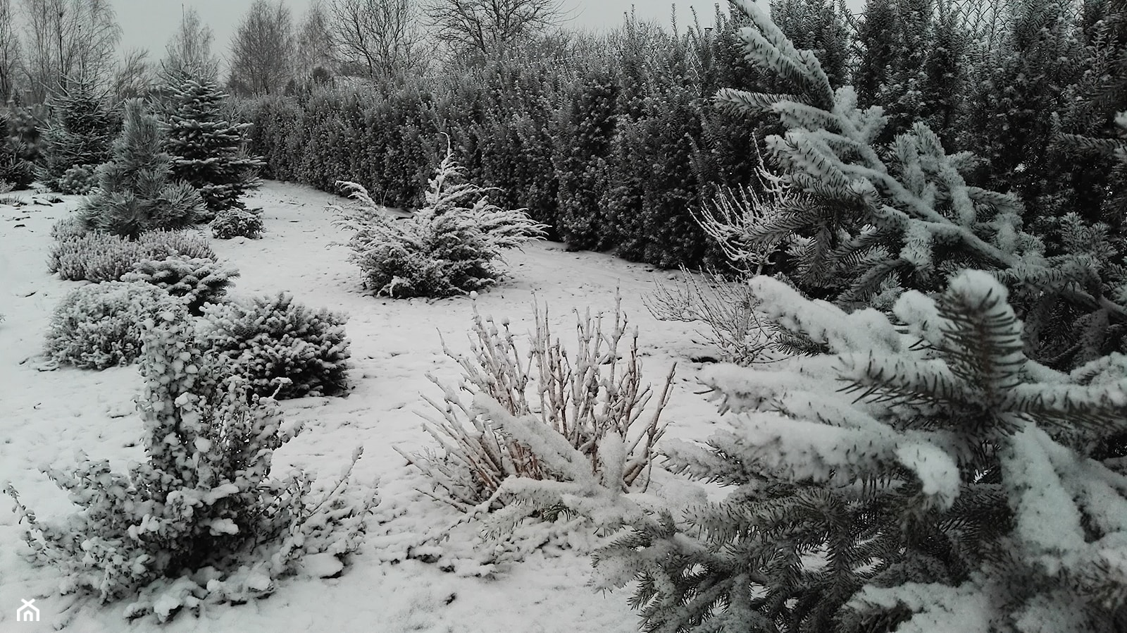 Zima w lubelskim ogrodzie 2016 - zdjęcie od BioArt Ogrody - Homebook