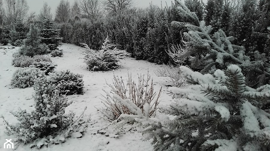 Zima w lubelskim ogrodzie 2016 - zdjęcie od BioArt Ogrody