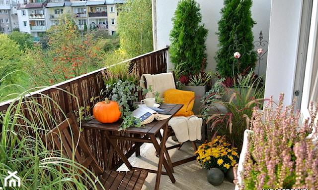 <h2 id="balkon-i-ogród-jesienią">Balkon i ogród jesienią</h2>
<p>Jesienne dekoracje warto eksponować również na dworze - obojętnie czy dysponujesz niewielkim balkonem czy przydomowym ogrodem. W takich przestrzeniach doskonale sprawdzą się różnobarwne, okazałe dynie oraz bujne wrzosy i kolorowe chryzantemy. Kwiaty możesz wstawić wiklinowe kosze, gliniane donice lub w osłonki przewiązane jutowym materiałem. W takie kompozycje możesz śmiało wpleść ozdobne lampiony lub latarenki, które dodadzą jesiennej aurze blasku.</p>

