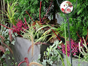rośliny na balkonie - zdjęcie od OGRODOWA AURA