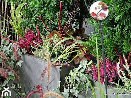 Aranżacje wnętrz - Ogród: rośliny na balkonie - OGRODOWA AURA. Przeglądaj, dodawaj i zapisuj najlepsze zdjęcia, pomysły i inspiracje designerskie. W bazie mamy już prawie milion fotografii!