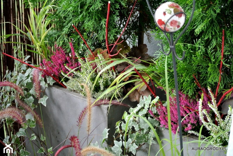 rośliny na balkonie - zdjęcie od OGRODOWA AURA - Homebook