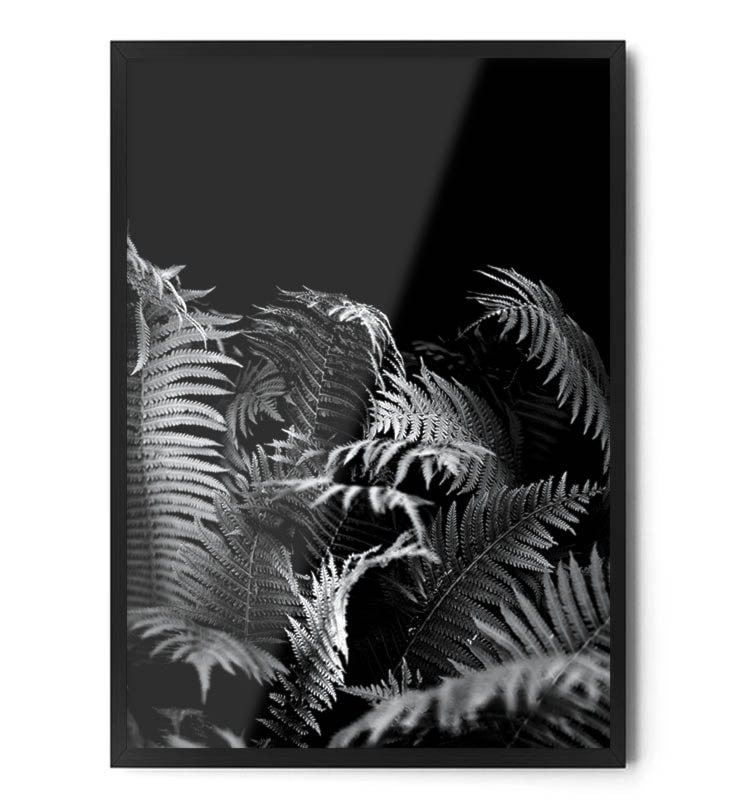 Plakat Paproć (czarno biała) - zdjęcie od Fox Art Studio - Homebook