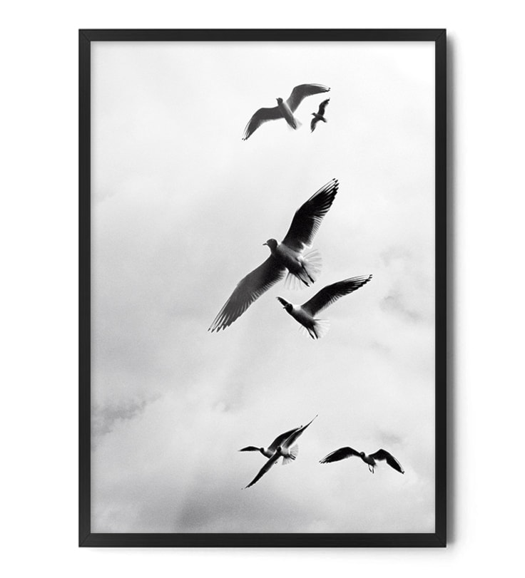 Plakat Ptaki - zdjęcie od Fox Art Studio