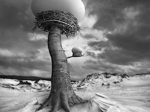 Gniazda - zdjęcie od KWADRART Dariusz Klimczak