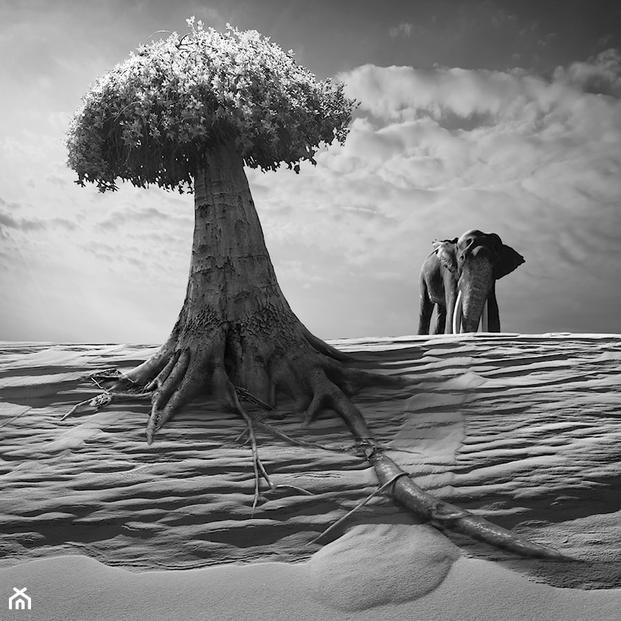 Elephantasy - zdjęcie od KWADRART Dariusz Klimczak