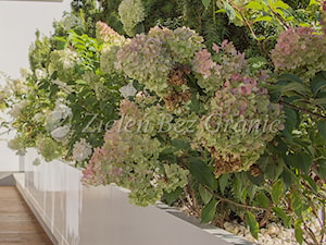 Ściana w roślin przesłaniająca część widoku - zdjęcie od Zieleń Bez Granic Hanna Irek