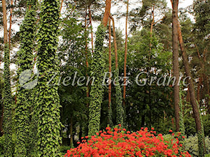 Ogród leśny - Ogród, styl nowoczesny - zdjęcie od Zieleń Bez Granic Hanna Irek