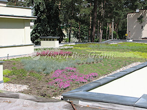 Ekstensywny ogród na dachu - zdjęcie od Zieleń Bez Granic Hanna Irek