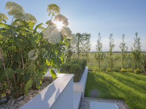 Elegancka donica z hortensjami - zdjęcie od Zieleń Bez Granic Hanna Irek