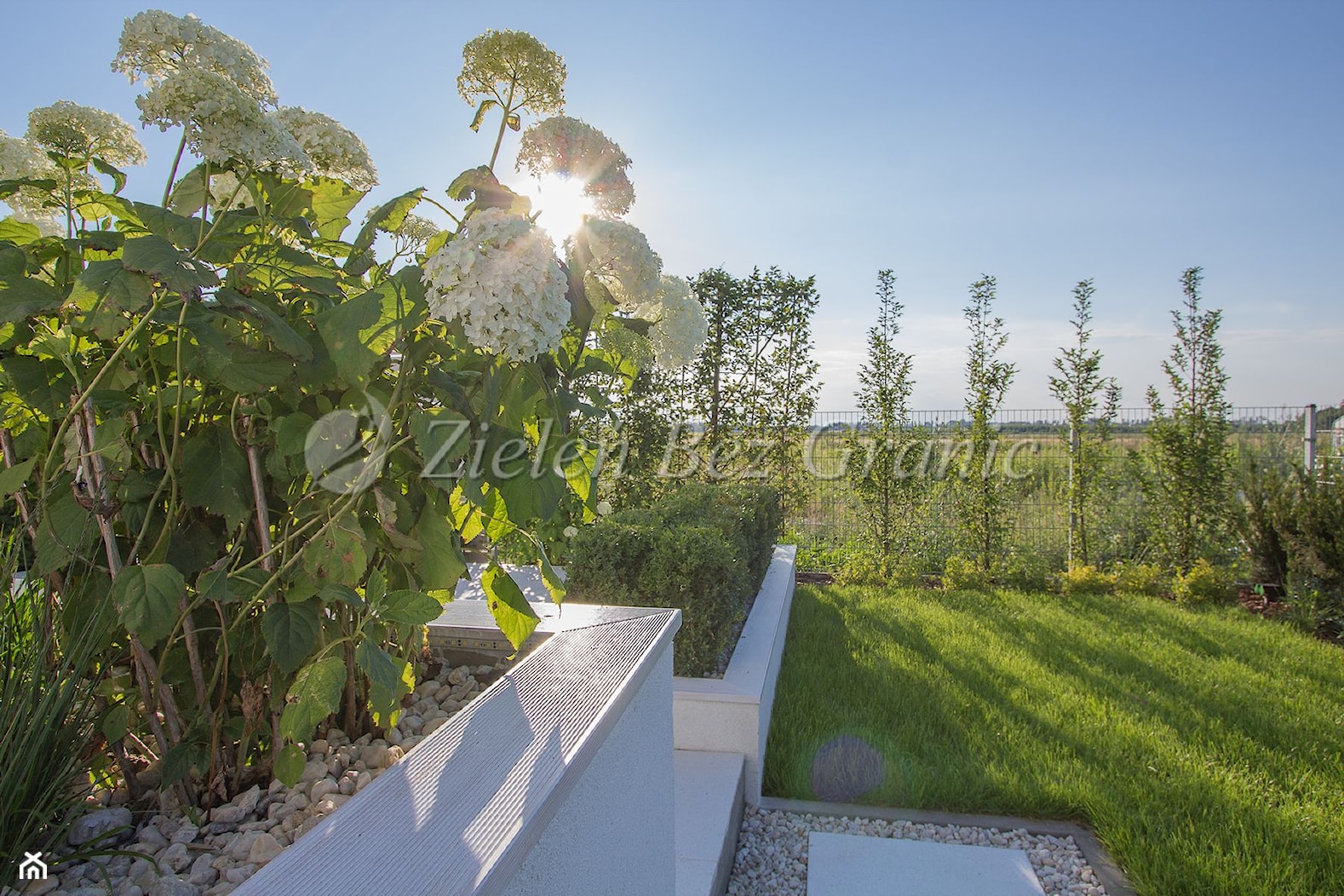 Elegancka donica z hortensjami - zdjęcie od Zieleń Bez Granic Hanna Irek - Homebook