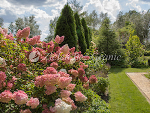 Geometryczny ogród - Ogród, styl tradycyjny - zdjęcie od Zieleń Bez Granic Hanna Irek