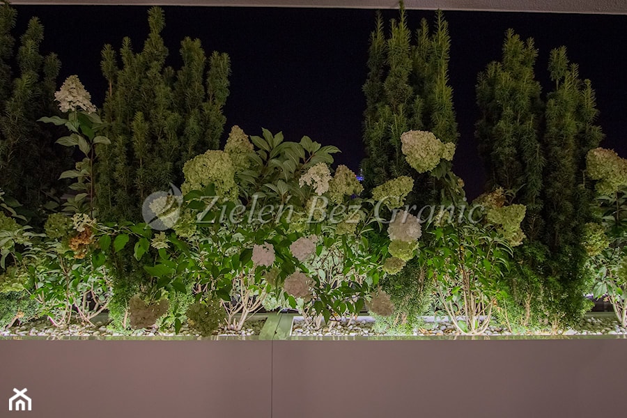 Rośliny podświetlone nocą - zdjęcie od Zieleń Bez Granic Hanna Irek