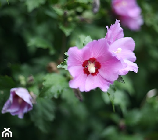 Hibiskus (Ketmia) – odmiany i pielęgnacja w ogrodzie