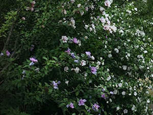 Ogród - zdjęcie od anna tro