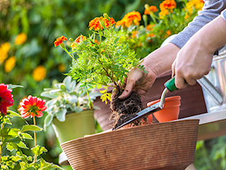 Jak często należy podlewać rośliny w domu i ogrodzie? Poradnik