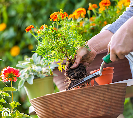 Jak często należy podlewać rośliny w domu i ogrodzie? Poradnik