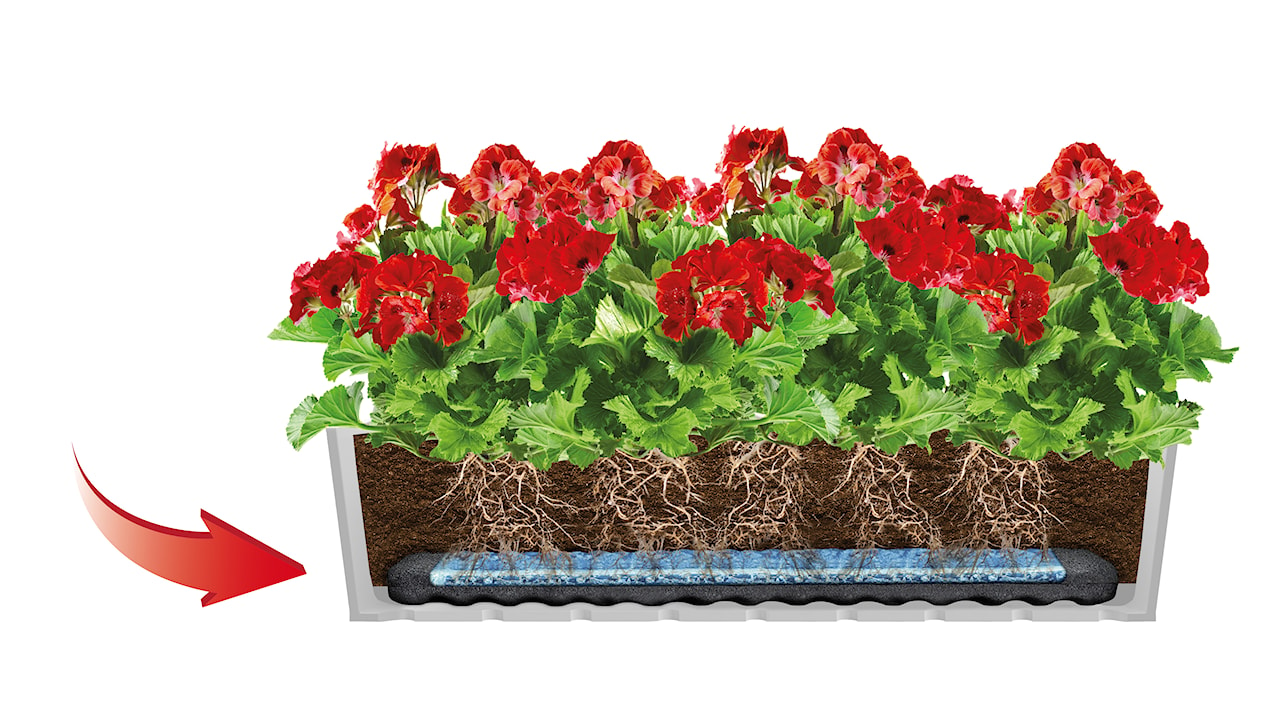 hydrobox, roślina doniczkowa, czerwone kwiaty