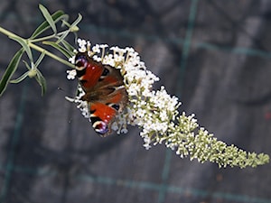 Buddleja davidii 'White Profusion' - zdjęcie od Szkółka Roślin Ozdobnych M.M. Stempniewscy