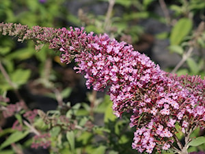 Buddlaja davidii 'Pink Delight' - zdjęcie od Szkółka Roślin Ozdobnych M.M. Stempniewscy