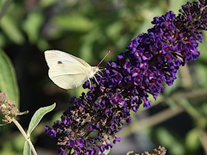 Buddleja davidii 'Black Knight' - zdjęcie od Szkółka Roślin Ozdobnych M.M. Stempniewscy