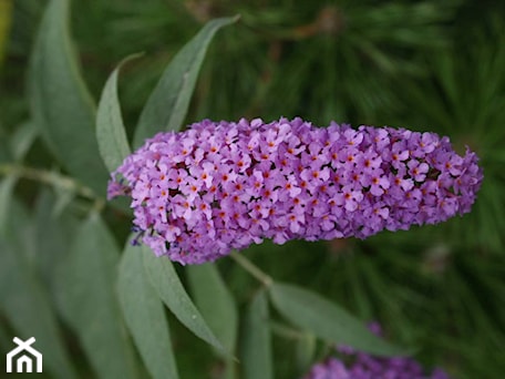 Aranżacje wnętrz - Ogród: Buddleja davidii - Szkółka Roślin Ozdobnych M.M. Stempniewscy. Przeglądaj, dodawaj i zapisuj najlepsze zdjęcia, pomysły i inspiracje designerskie. W bazie mamy już prawie milion fotografii!