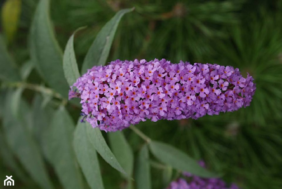 Buddleja davidii - zdjęcie od Szkółka Roślin Ozdobnych M.M. Stempniewscy