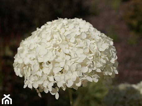 Aranżacje wnętrz - Ogród: Hydrangea arborescens Annabelle - Szkółka Roślin Ozdobnych M.M. Stempniewscy. Przeglądaj, dodawaj i zapisuj najlepsze zdjęcia, pomysły i inspiracje designerskie. W bazie mamy już prawie milion fotografii!