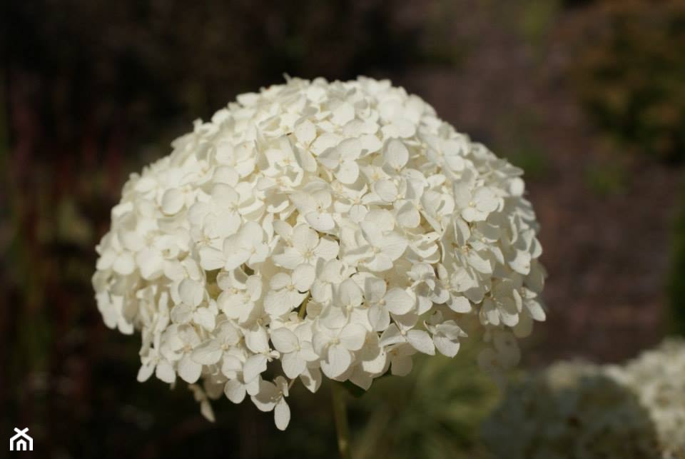 Hydrangea arborescens Annabelle - zdjęcie od Szkółka Roślin Ozdobnych M.M. Stempniewscy - Homebook