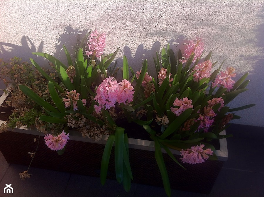 ... różowy wczesną wiosną - zdjęcie od zielonatravvka