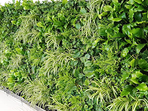 Zielone ściany z roślin, ogrody wertykalne