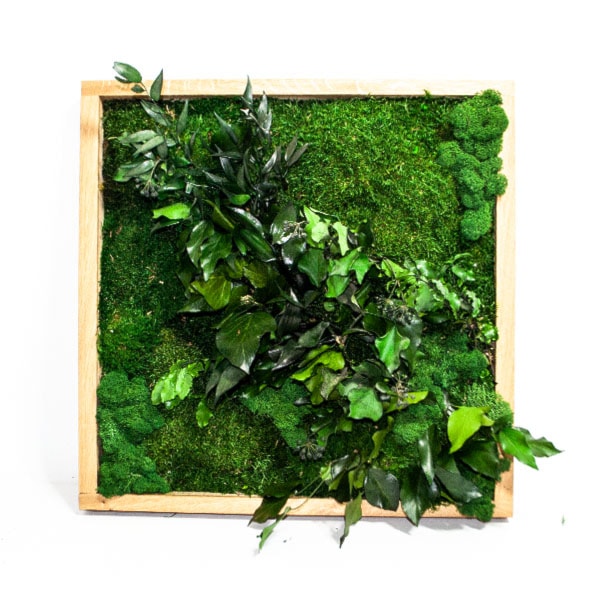 Obraz z roślin stabilizowanych - zdjęcie od JUKO green design - Homebook
