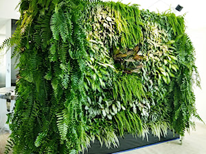 Rośliny do biur - zdjęcie od JUKO green design