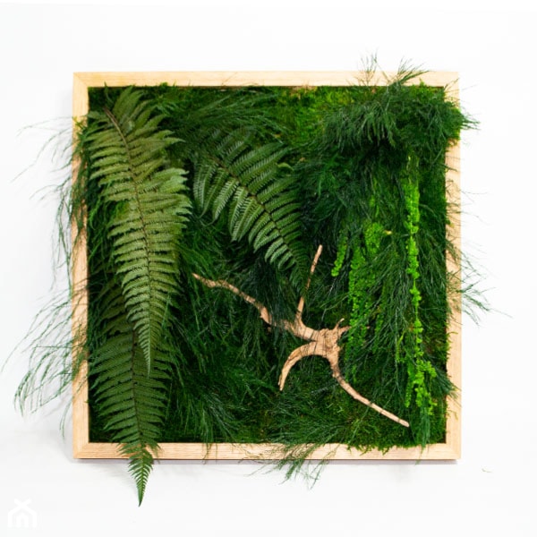 Obraz z roślin stabilizowanych - zdjęcie od JUKO green design - Homebook