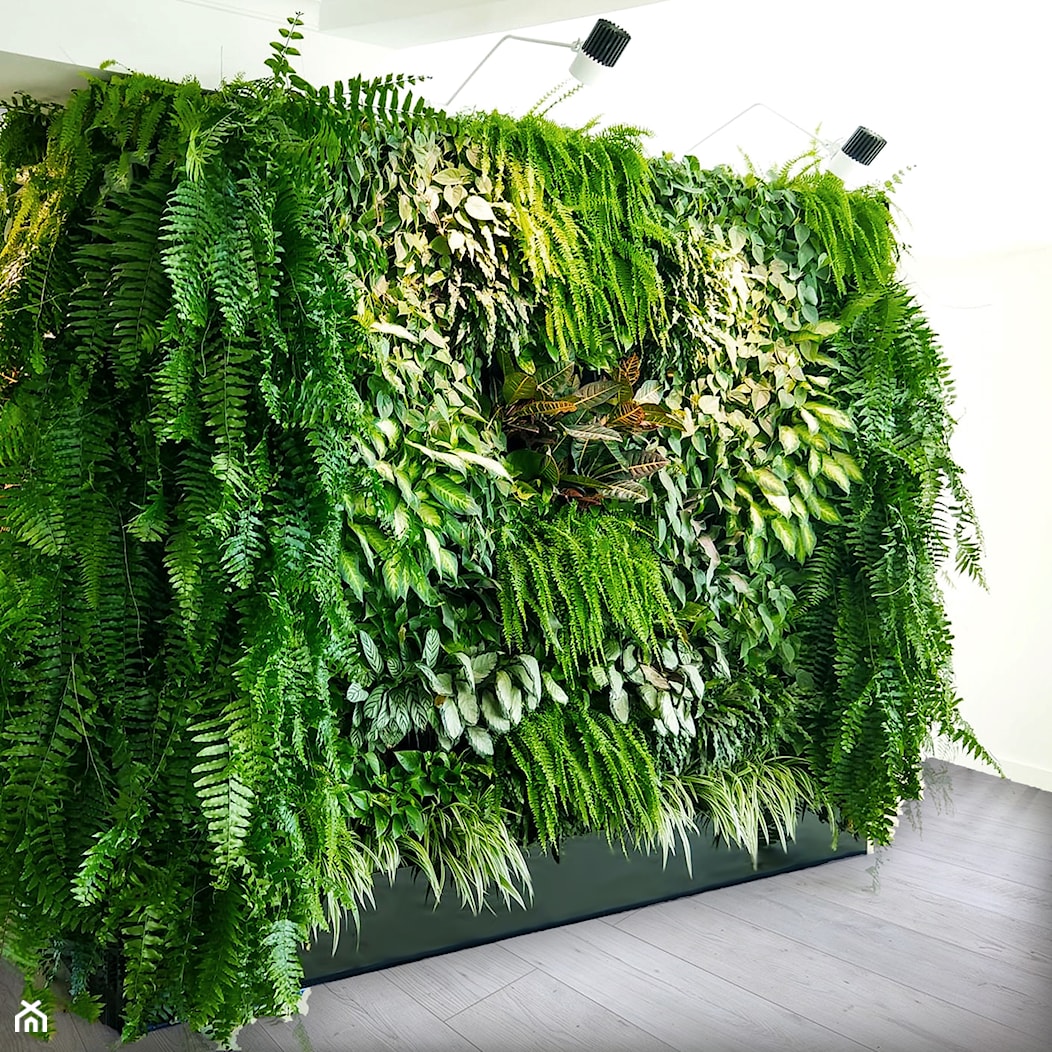 Ściana z żywych roślin - zdjęcie od JUKO green design - Homebook