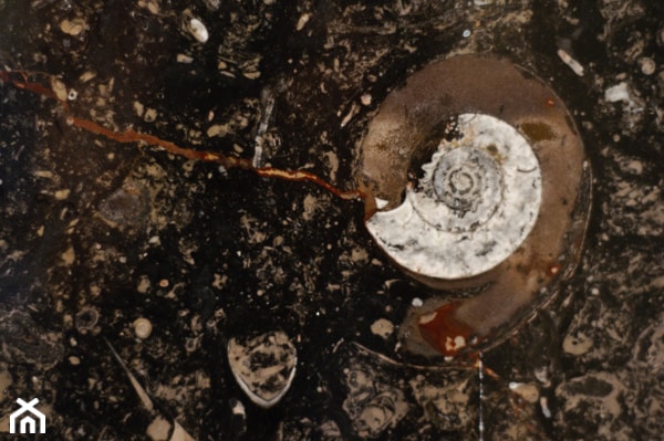 Marmur Fossil Brown - zdjęcie od GRANMAR.net - Borowa Góra