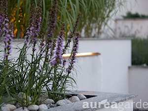 szałwia omszona - zdjęcie od Aurea Garden Dagmara Berent