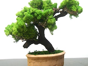 Sztuczne drzewko bonsai - zdjęcie od Ogrody Babilonu Patrycjusz Ścieszka