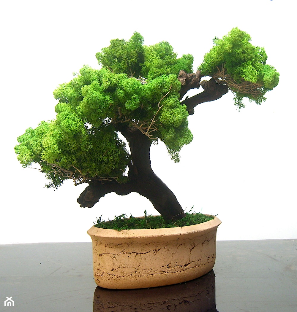 Sztuczne drzewko bonsai - zdjęcie od Ogrody Babilonu Patrycjusz Ścieszka - Homebook