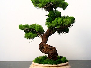 Sztuczne drzewko bonsai - zdjęcie od Ogrody Babilonu Patrycjusz Ścieszka